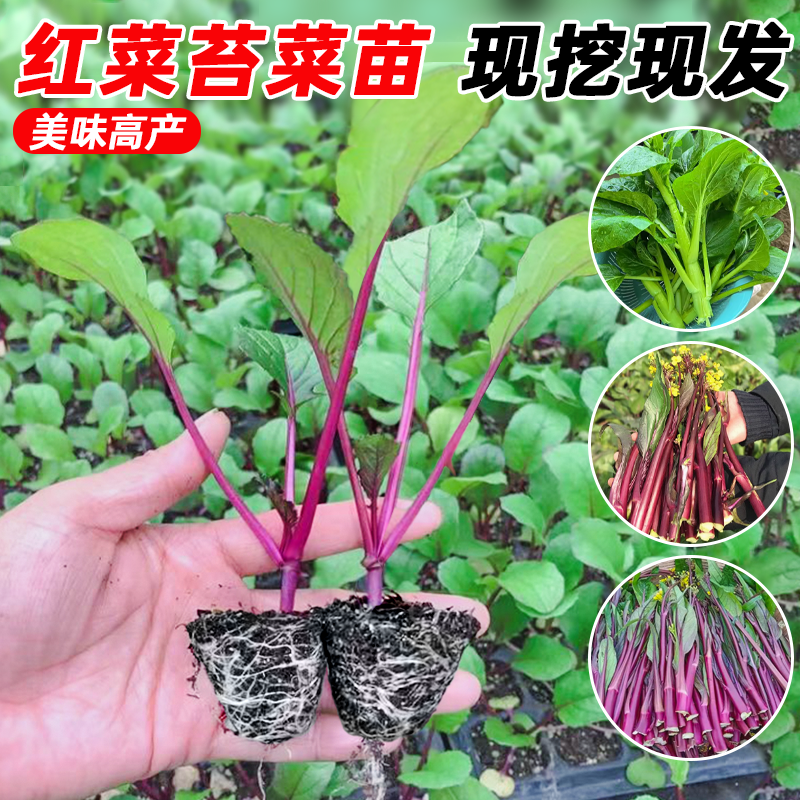 耐寒红菜苔秧苗老品种带土包成活