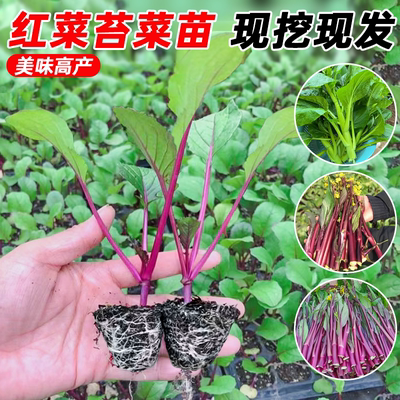 耐寒红菜苔秧苗老品种带土包成活