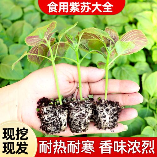 四季双面紫苏大叶紫苏苗可食用