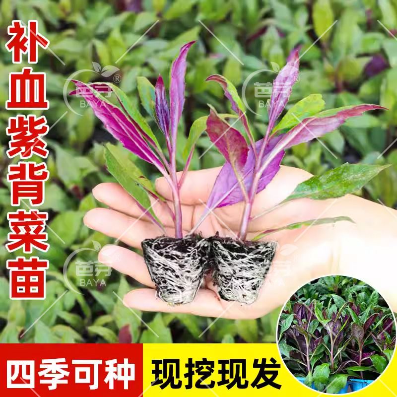紫背菜苗紫背天葵种苗观音菜带土