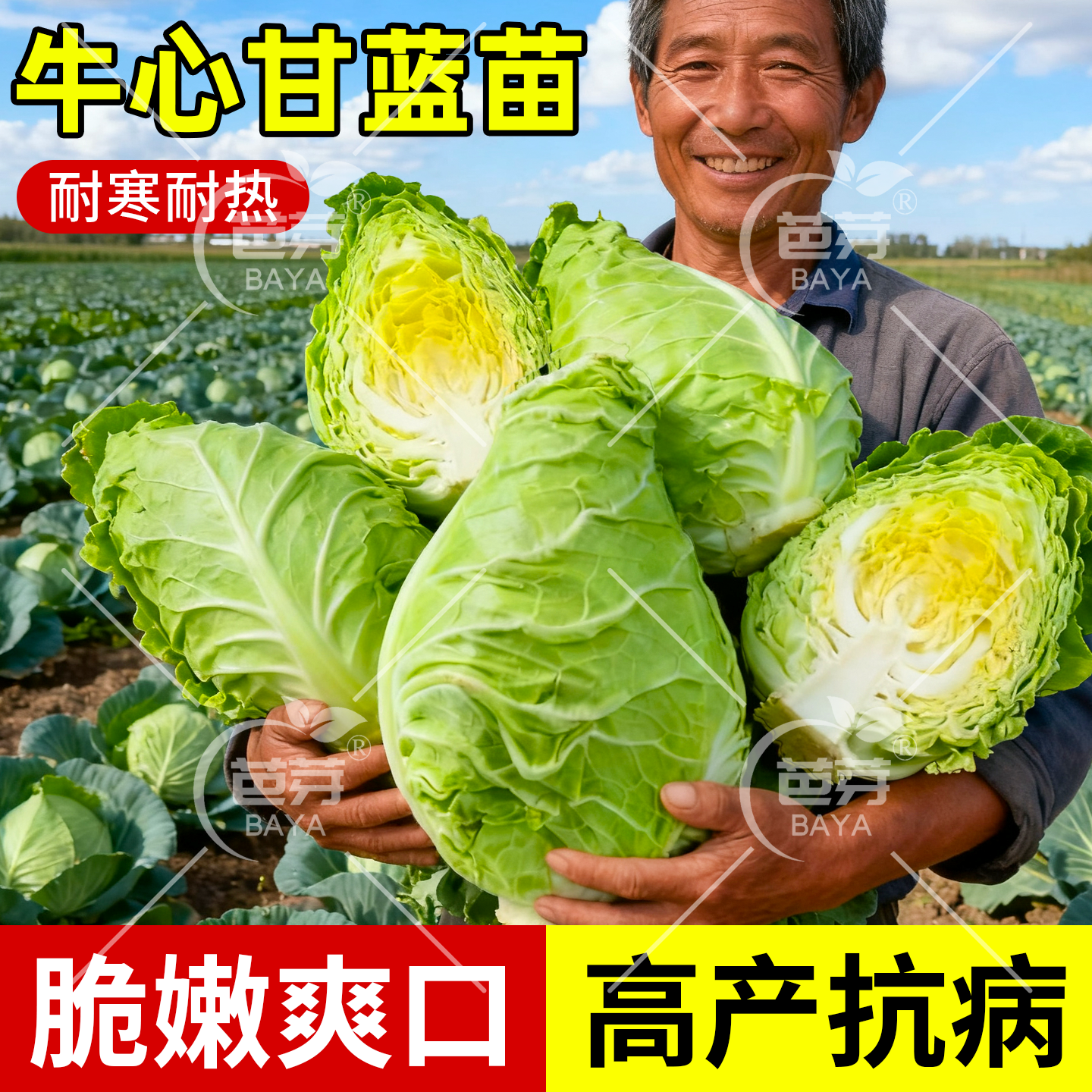 耐热高产甘蓝苗秧苗带土包成活