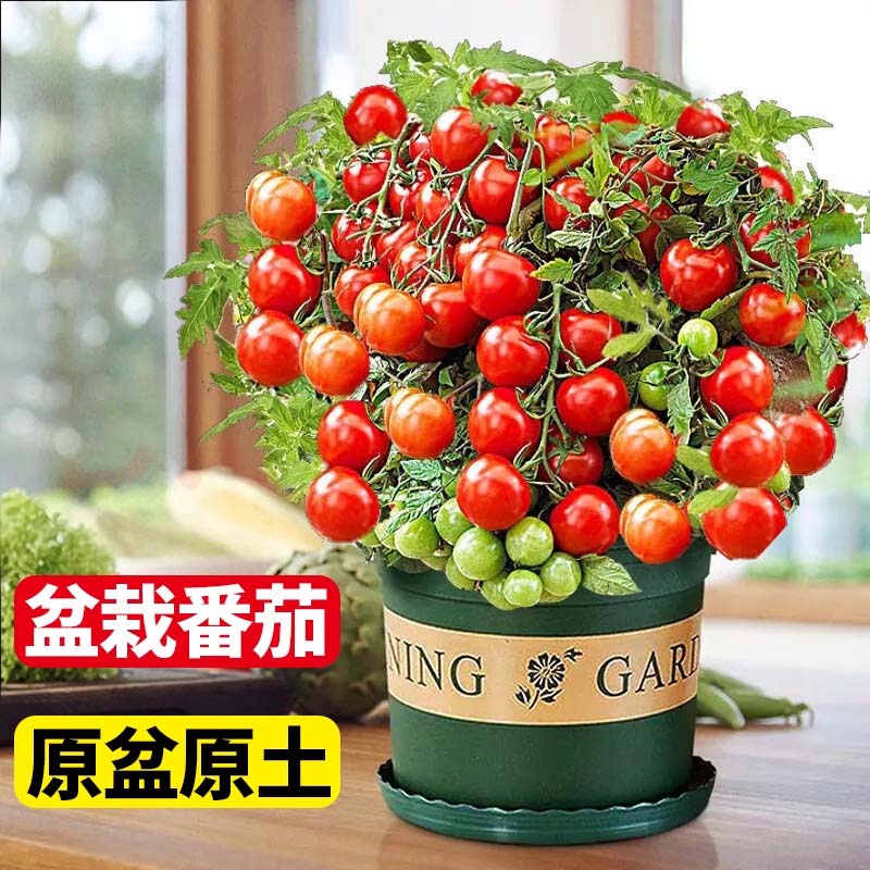 超甜矮生矮生小番茄苗盆栽四季