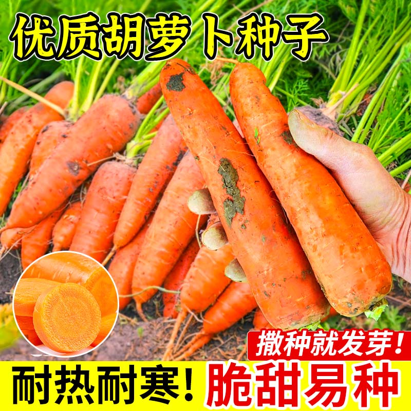 三红胡萝卜种子老品种夏季耐热水果黄胡萝卜种籽大全紫胡罗卜种孑