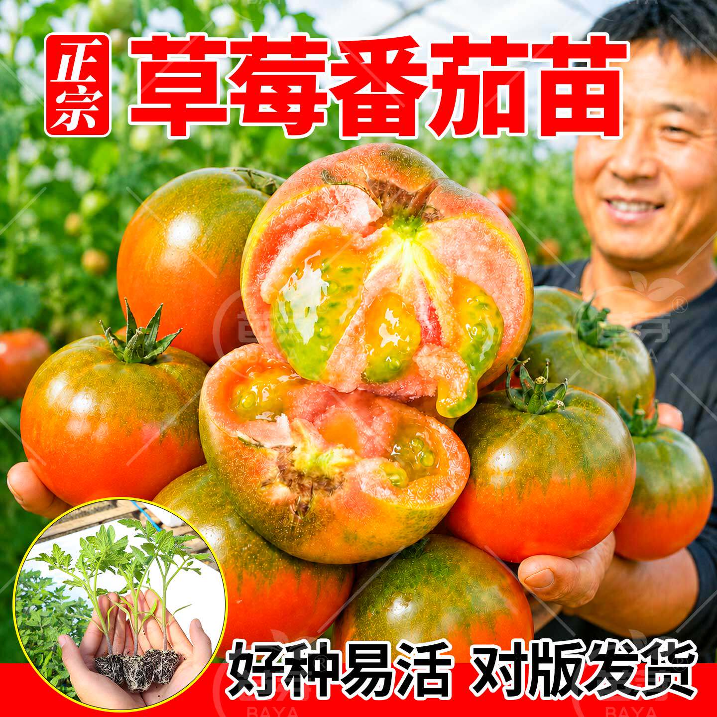 草莓番茄苗秧苗水果碱地铁皮西红柿子苗普罗旺斯矮生阳台盆栽菜苗