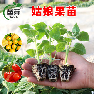 东北红姑娘果苗树大果超甜黄姑娘奇异水果秧苗阳台盆栽蔬菜苗秧苗