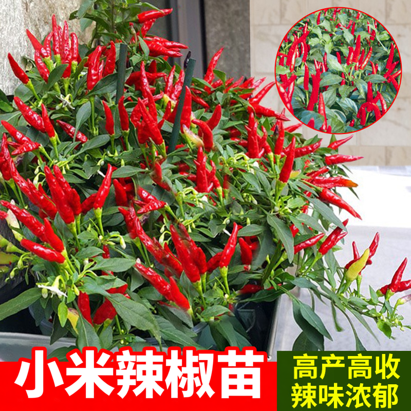 红白小米辣椒苗特辣秧盆栽七彩红朝天椒苗种子秧苗蔬菜苗阳台种菜