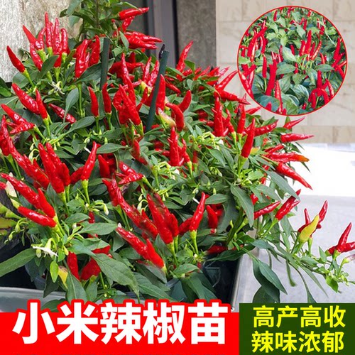 小米椒苗辣椒苗特辣盆栽带土包活