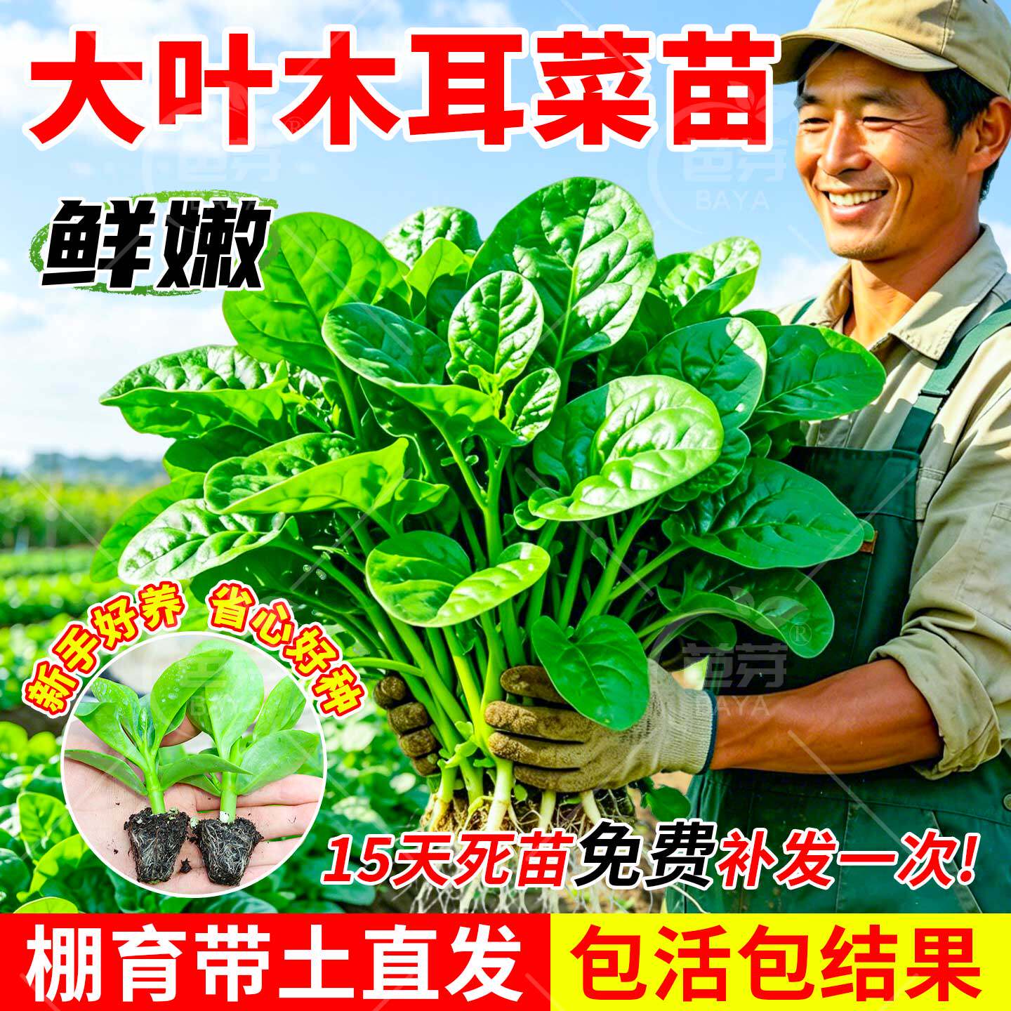 四季菜苗老品种爬藤大叶木耳菜苗秧苗小叶木耳菜种秋季蔬菜苗带土