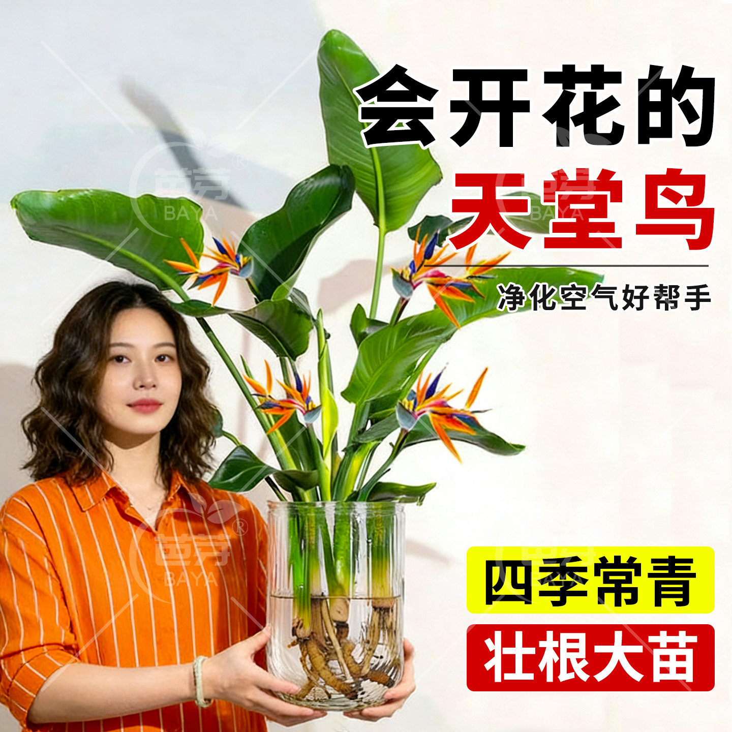 水培天堂鸟盆栽客厅办公室内大叶净化观叶绿植四季常青好养活植物