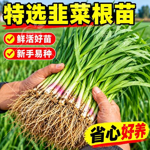 寿光本地土韭菜根苗紫根红根宽叶
