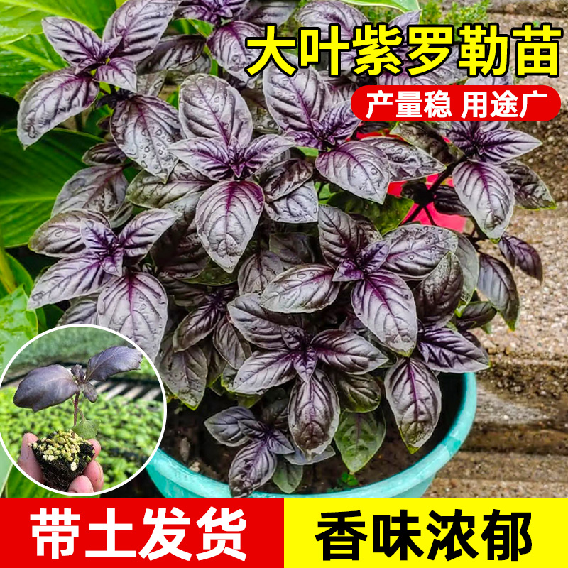 寿光大叶紫罗勒苗秧带土多茬采收