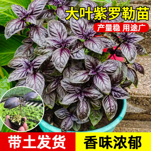 寿光大叶紫罗勒苗秧带土多茬采收