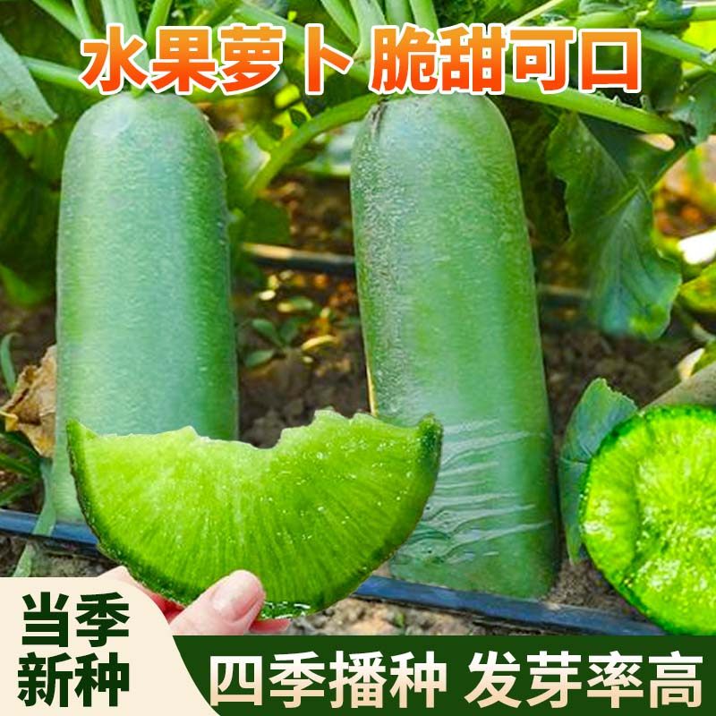 潍县萝卜种子青萝卜种籽秋四季盆栽沙窝水果萝卜种子大全蔬菜种孑,鲜花速递/花卉仿真/绿植园艺,家庭园艺种子,淘宝优惠券,粉丝福利购,淘宝优惠卷