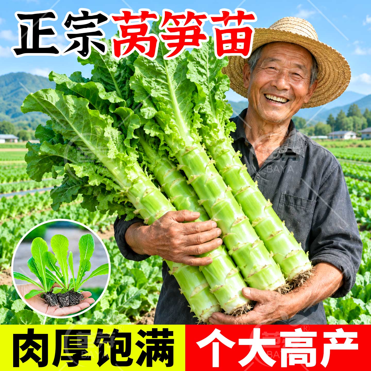 四季莴笋苗带土新鲜青皮绿肉莴苣秧苗紫红皮老品种秋冬种植蔬菜苗