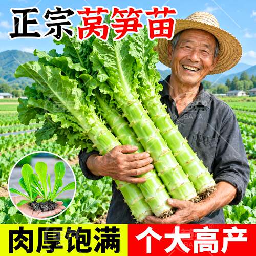 耐寒莴笋秧苗带土老品种莴苣苗