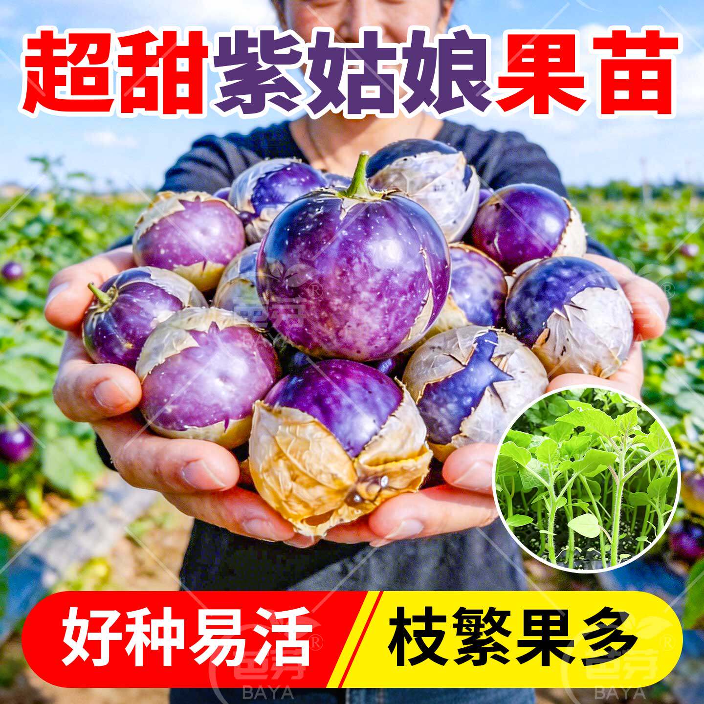 东北大果紫姑娘果苗秧苗超甜大黄红灯笼果盆栽种子春季水果蔬菜苗