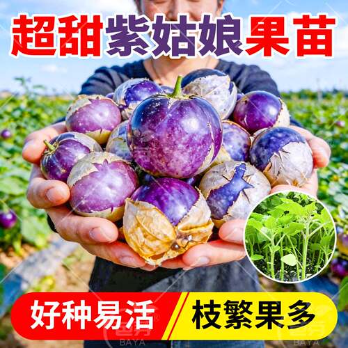 东北超甜紫姑娘苗秧苗带土包成活