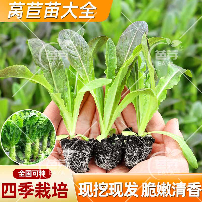 耐寒四季红莴苣苗秧苗带土青皮红叶紫莴笋苗种籽耐抽苔秋冬菜苗