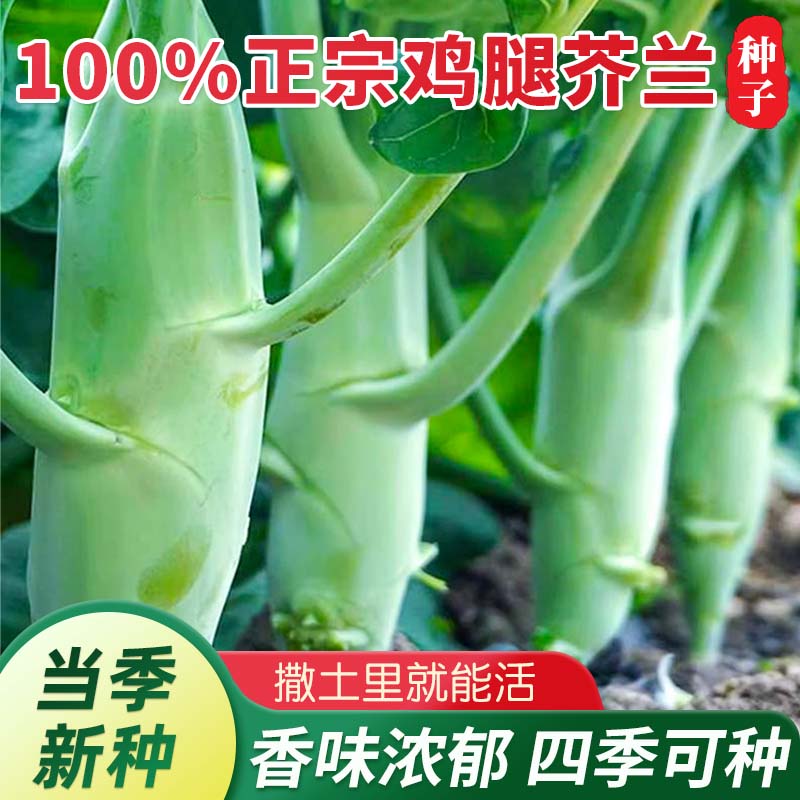 甜脆鸡腿芥蓝种子四季盆栽地栽