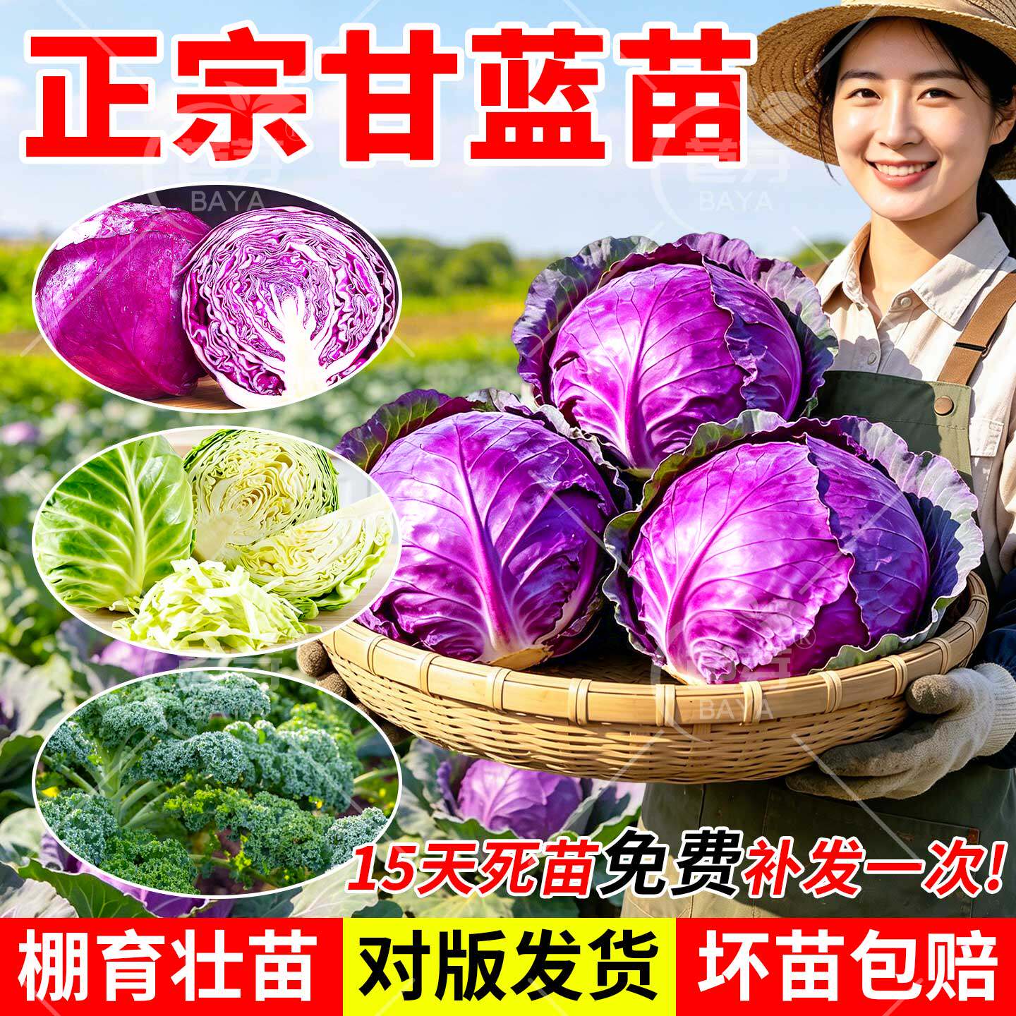 耐热紫甘蓝苗秧苗卷心紫包菜苗平头牛心羽衣孢子甘蓝种子秋冬菜苗
