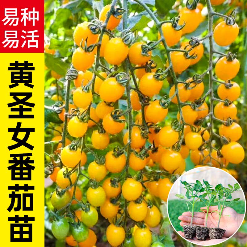寿光黄瀑布超甜黄圣女果苗秧高产西红柿番茄苗春季蔬菜苗阳台种菜