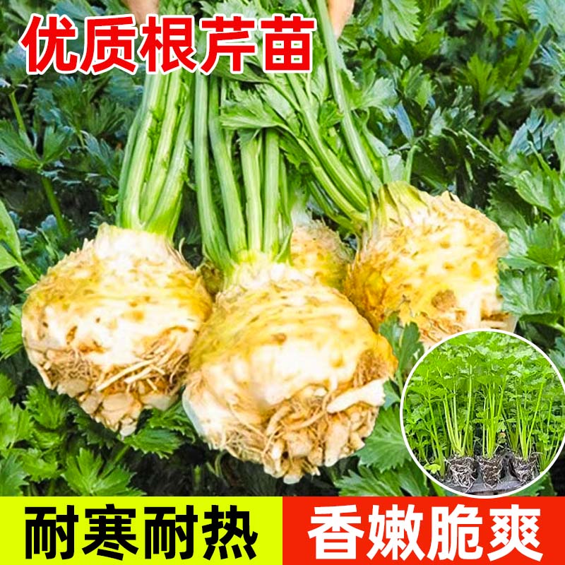 山东地中海根芹苗大苗带土包成活