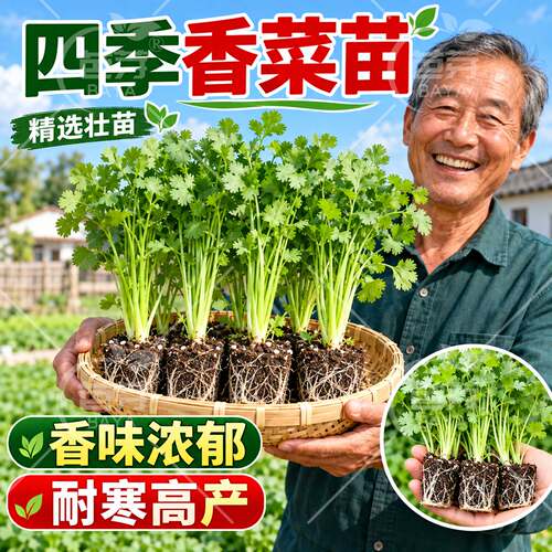 山东寿光老品种香菜苗带土带根
