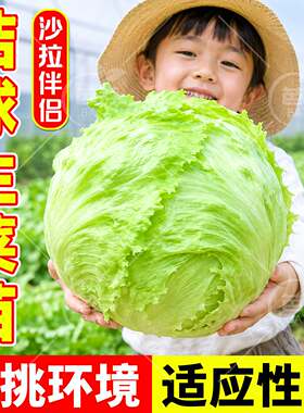 结球生菜苗秧带土包成活四季盆栽