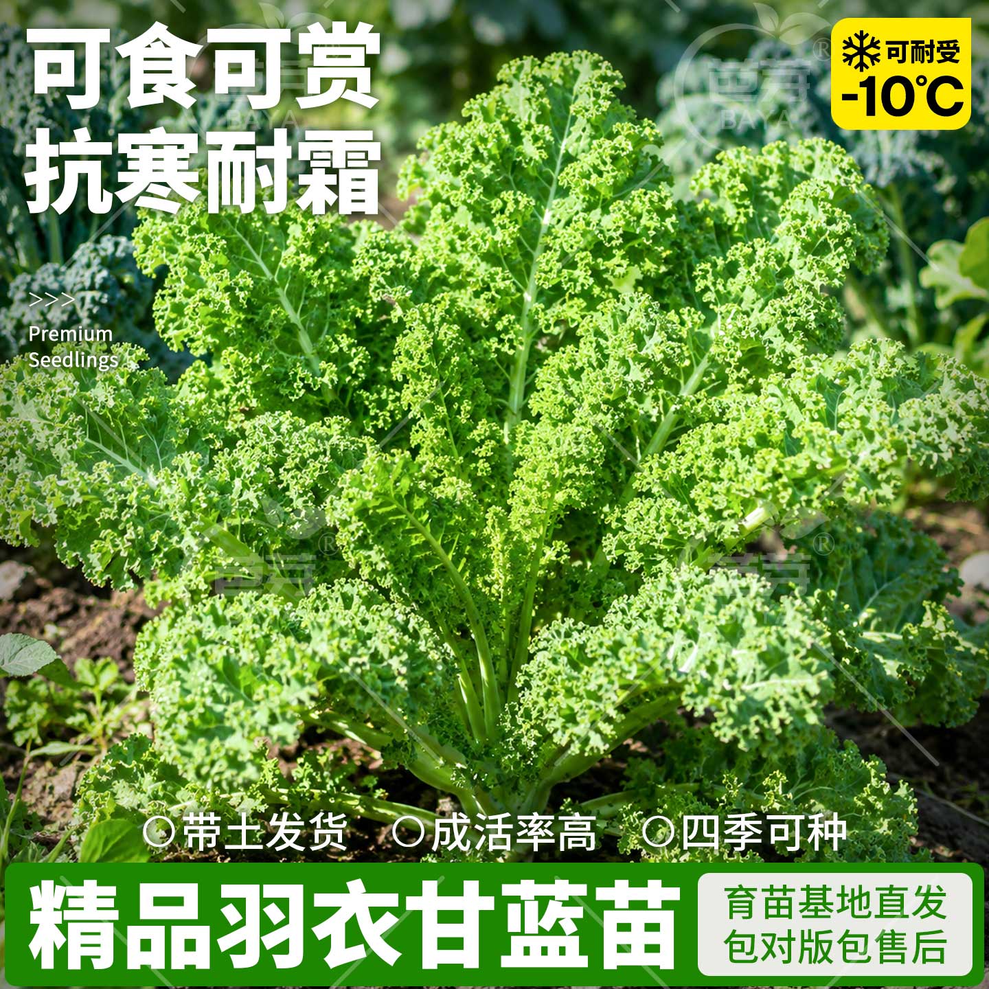 四季可食用绿羽衣甘蓝苗秧带土紫大苗盆栽阳台绿植耐寒秋冬蔬菜苗