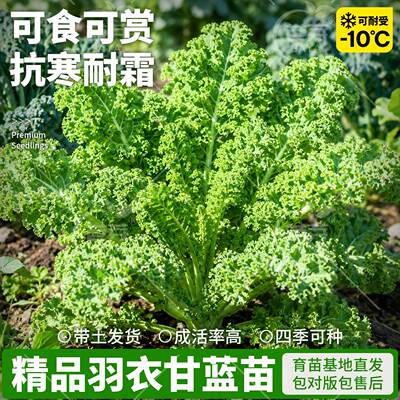 可食用绿羽衣甘蓝苗秧带土耐寒