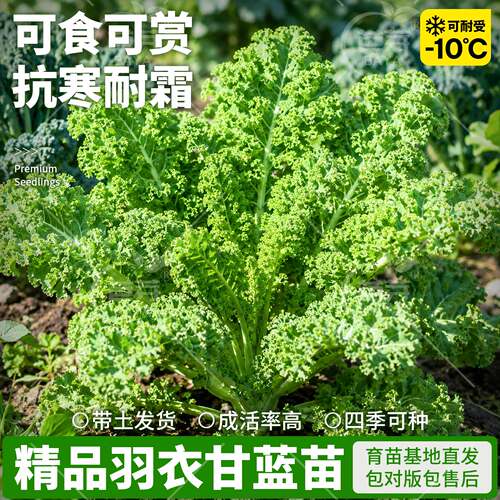 可食用绿羽衣甘蓝苗秧带土耐寒