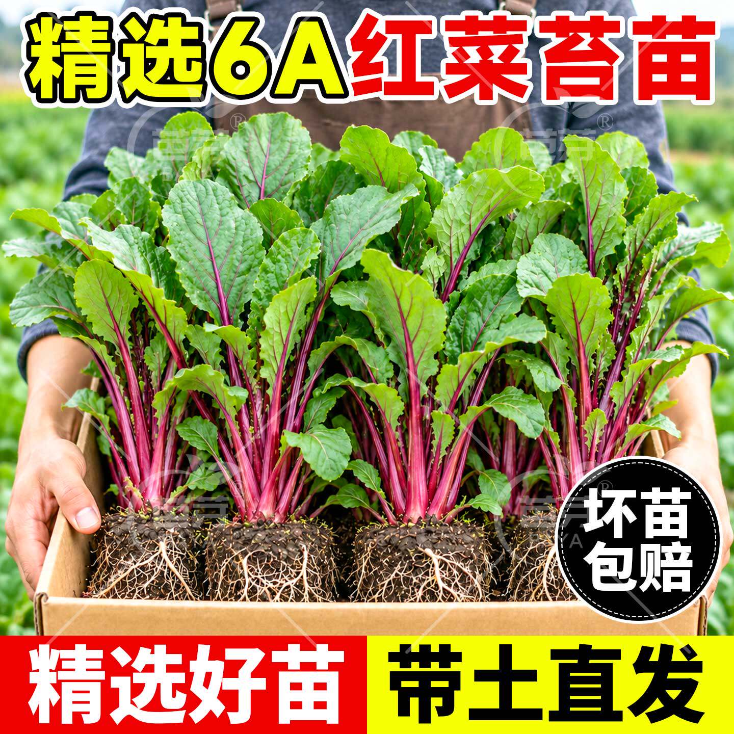 耐寒红菜苔苗秧苗带土正宗湖北洪山早熟老品种种籽子秋冬蔬菜苗