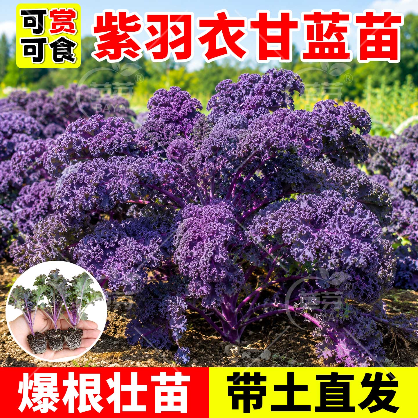 可食用紫羽衣甘蓝苗带土绿羽衣甘蓝耐寒老桩大苗粉羽衣盆栽蔬菜苗