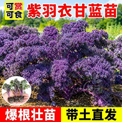 可食用紫羽衣甘蓝苗带土耐寒大苗