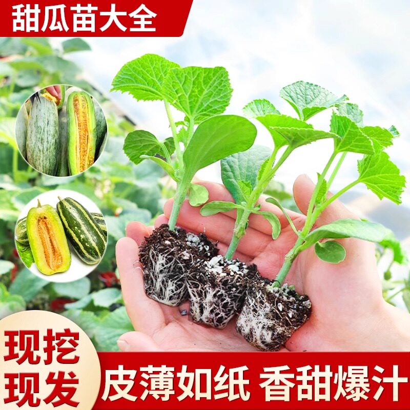超甜山东羊角蜜甜瓜苗秧苗种子绿宝石冰糖子嫁接博洋九号幼苗四季