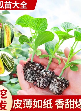 超甜山东羊角蜜甜瓜苗秧苗种子绿宝石冰糖子嫁接博洋九号幼苗四季