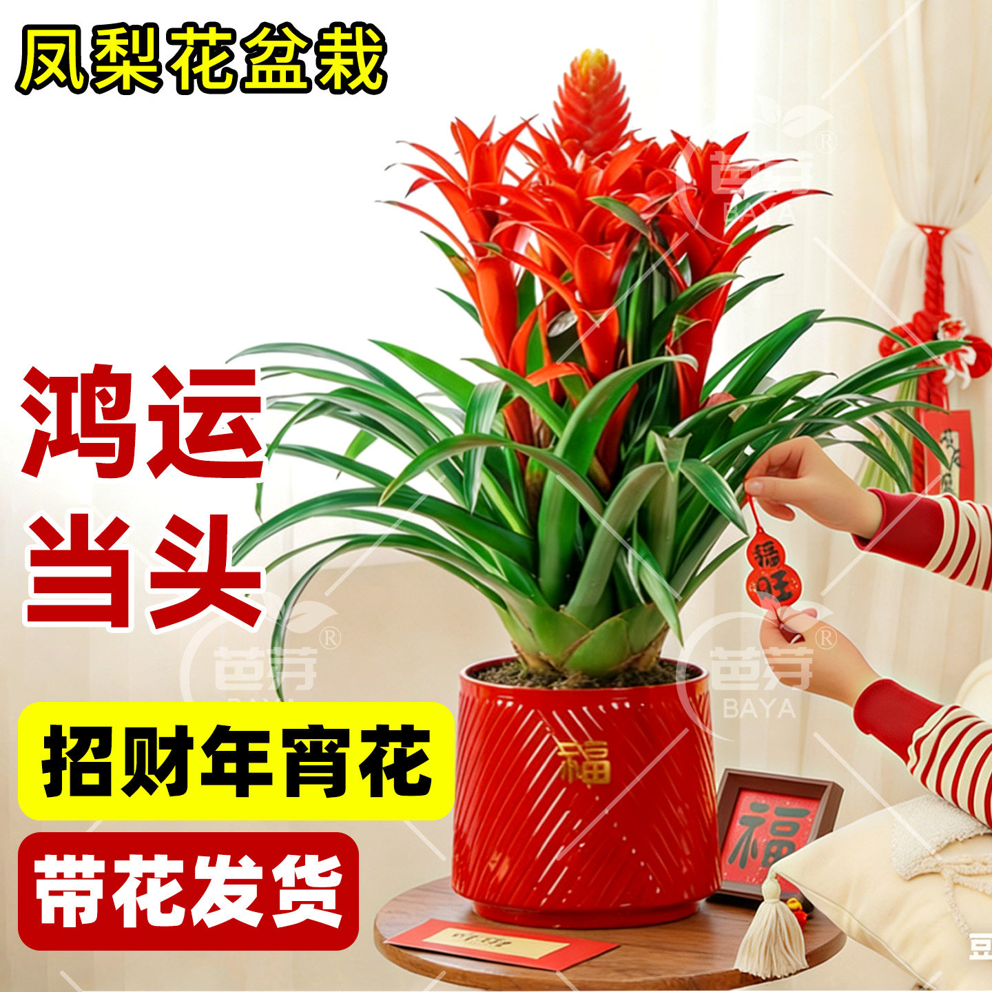 鸿运当头凤梨花盆栽四季室内绿植办公室桌面开业乔迁送礼喜庆花卉
