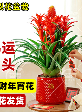 鸿运当头凤梨花盆栽四季室内绿植办公室桌面开业乔迁送礼喜庆花卉