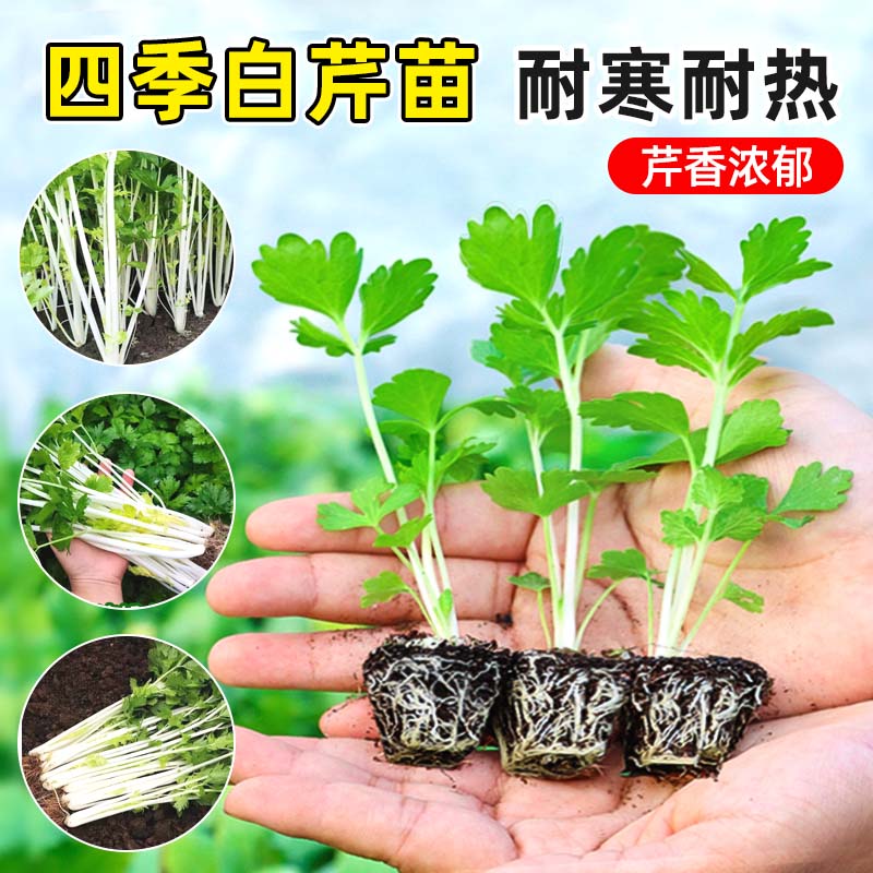 雪白实芹白芹菜苗秧苗种子秋冬季蔬菜苗红芹高产南方四季盆栽