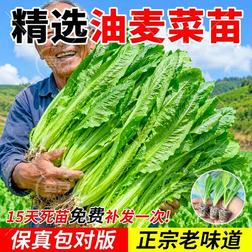 油麦菜苗秧苗麦香味阳台盆栽庭院