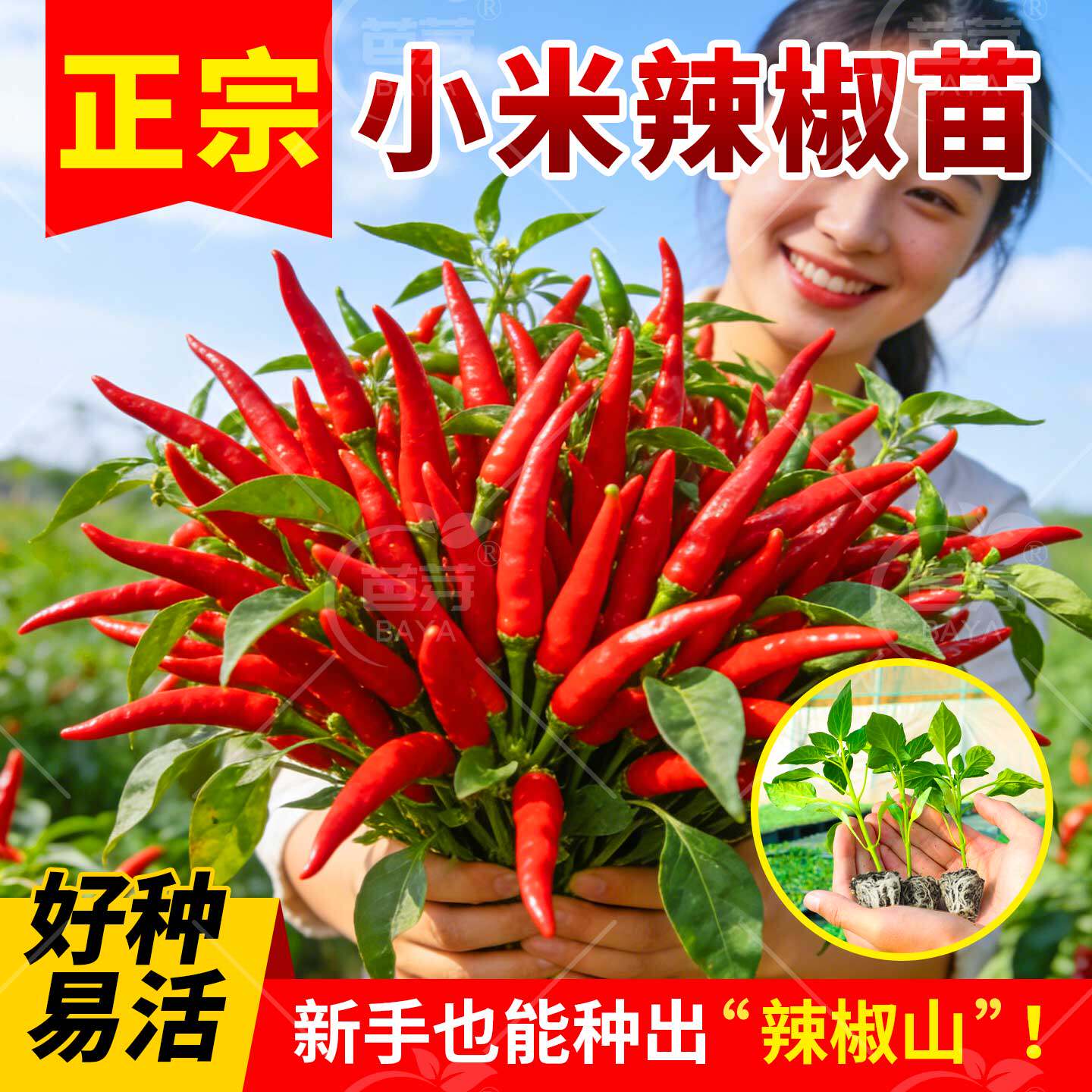 正宗高产朝天椒苗小米辣辣椒苗秧苗四季带土盆栽春季蔬菜苗秧苗