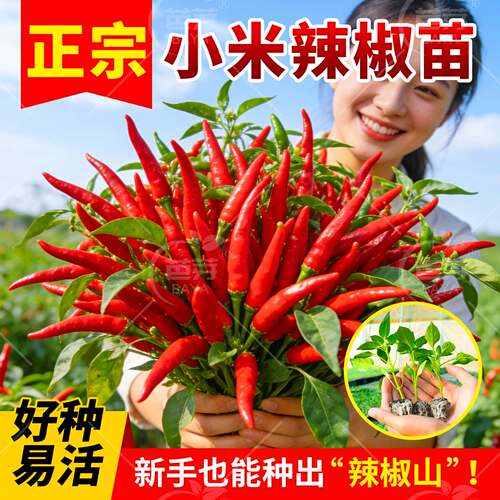 超辣朝天椒辣椒苗秧四季高产盆栽
