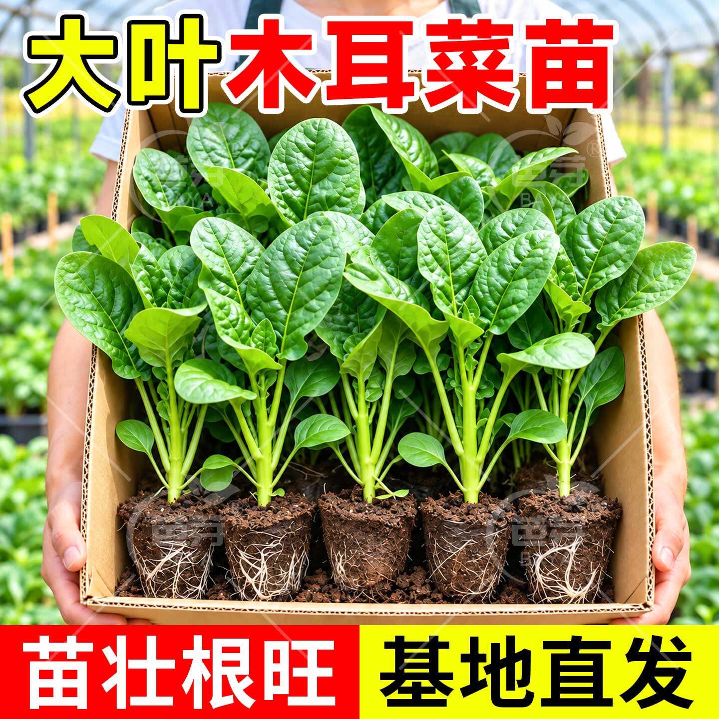 四季大叶木耳菜苗秧带土老品种爬藤小叶木耳菜种子盆栽秋季蔬菜苗