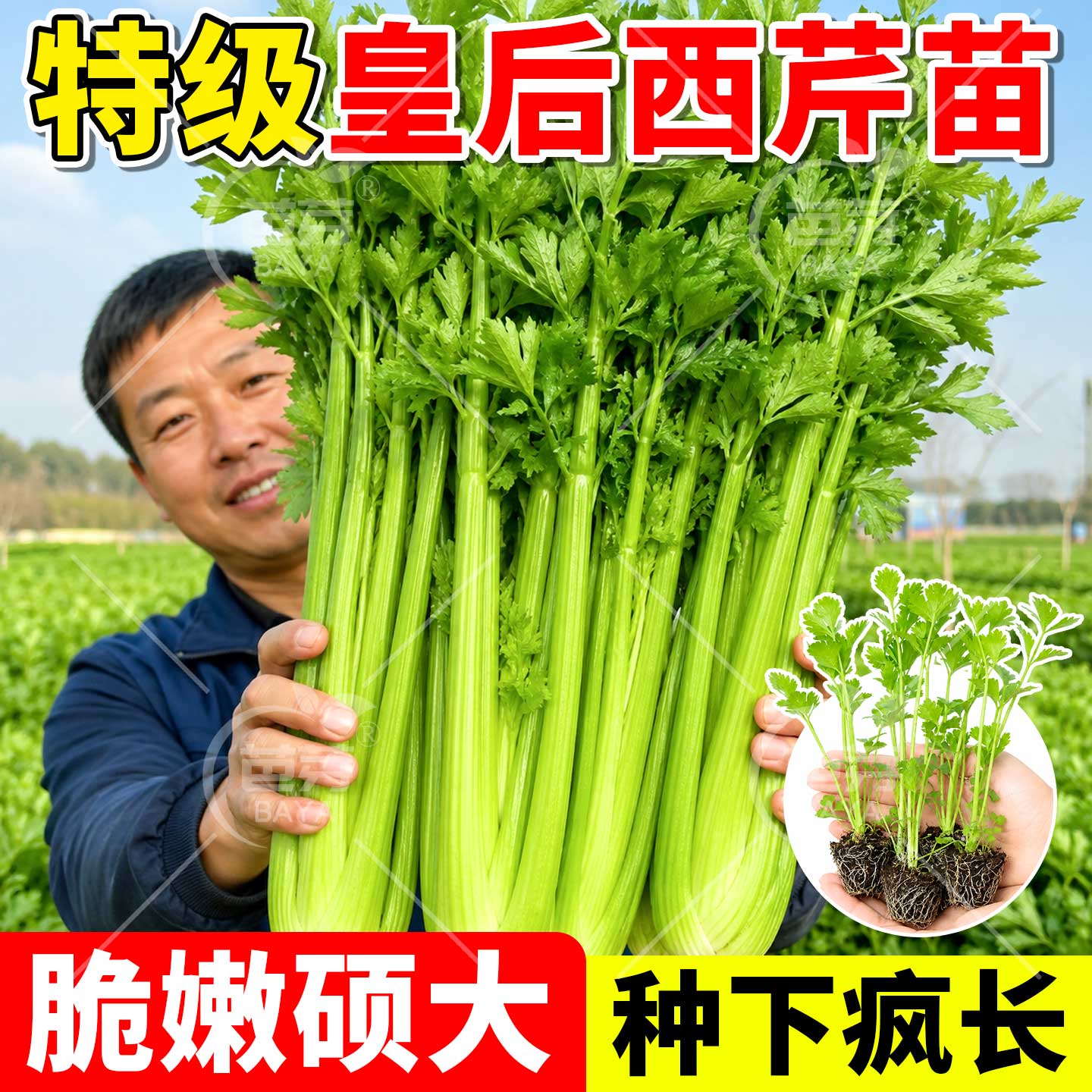 山东寿光皇后西芹菜秧苗四季种植图片