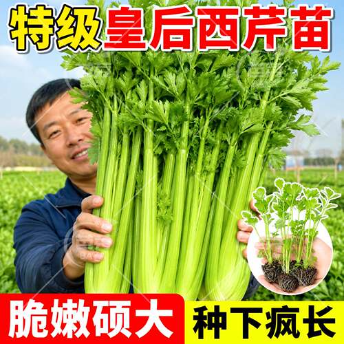 山东寿光皇后西芹菜秧苗四季种植