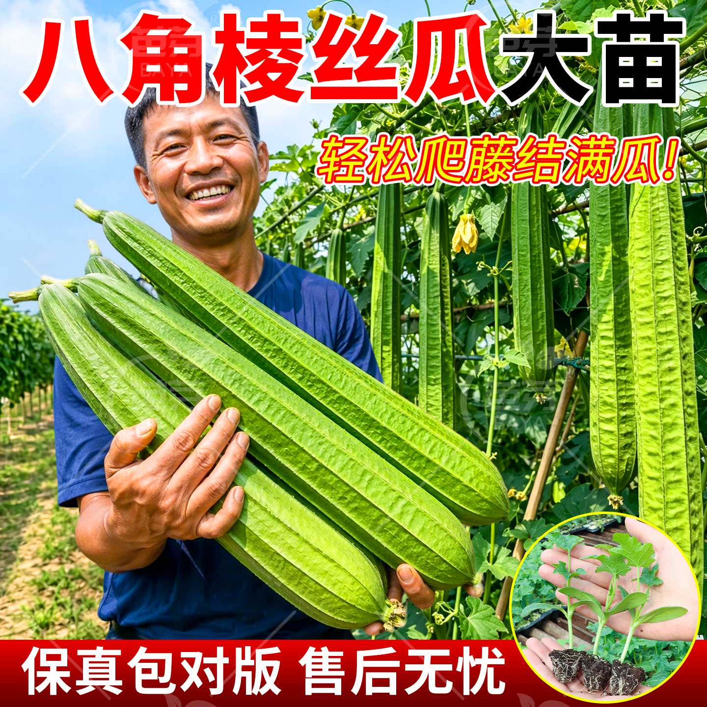 特长大肉棱丝瓜秧苗八角棱丝瓜苗四季高产耐热阳台种菜春季蔬菜苗