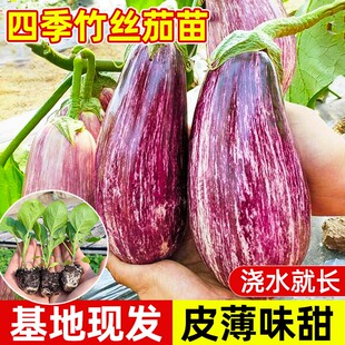 竹絲花長茄苗五彩茄子種苗花皮茄子花長茄肉質(zhì)細嫩甜四季 陽臺盆栽