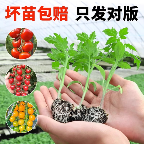 超甜番茄苗圣女果四季结果包活