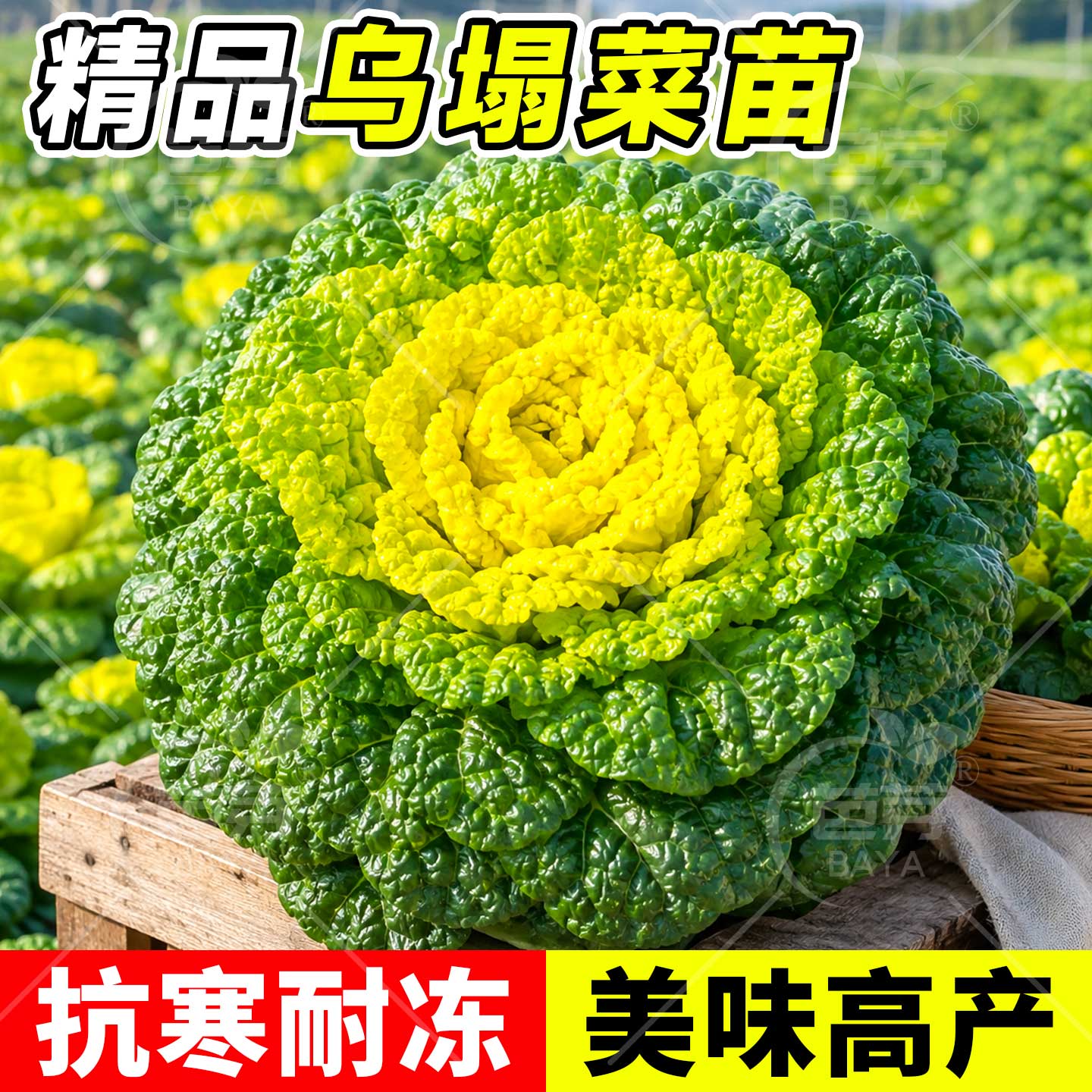 耐寒乌塌菜苗秧奶油黄心乌塌菜苗带土黑心乌塌菜种子苗秋冬蔬菜苗