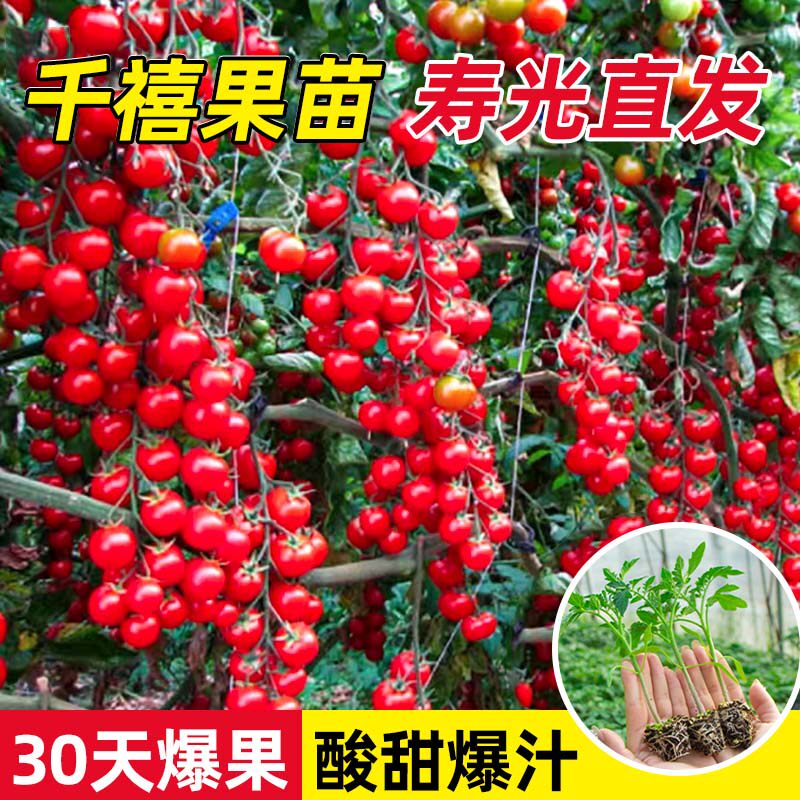 千禧圣女果苗秧瀑布小番茄苗樱桃西红柿苗矮生黄色四季盆栽蔬菜苗